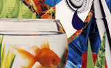 Fish collage
