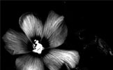 Hibiscuses