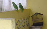 Flew the Coop